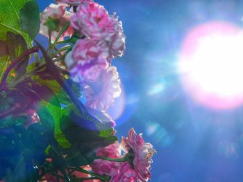 Close-up of pink cherry blossom