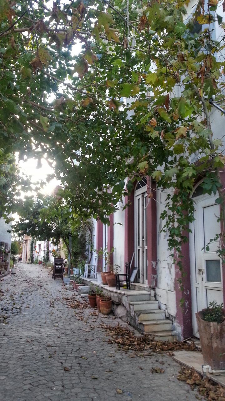 building exterior, architecture, built structure, tree, the way forward, house, street, residential building, residential structure, alley, footpath, sunlight, building, day, growth, outdoors, road, plant, walkway, sidewalk