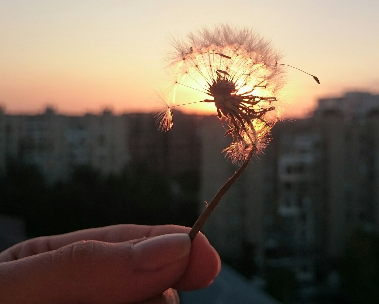 sunset, orange color, focus on foreground, silhouette, clear sky, sky, nature, close-up, growth, sun, tree, beauty in nature, plant, bare tree, stem, outdoors, tranquility, flower, dusk, field