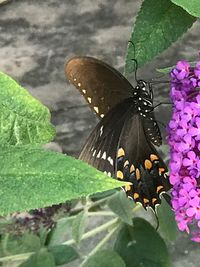 Close-up of butterfly perching on leaf