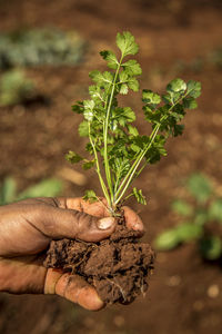 Cropped hand holding cilantro on farm