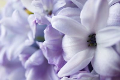 Close-up of purple flower