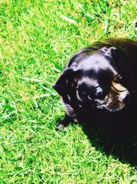 Dog lying on grassy field