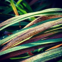 Close-up of plant