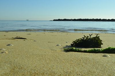Scenic view of beach against clear sky