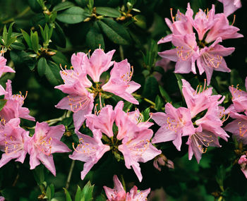 Close-up of pink flowering plants