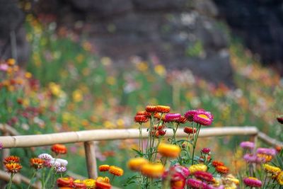 Close-up of flowering plants in park