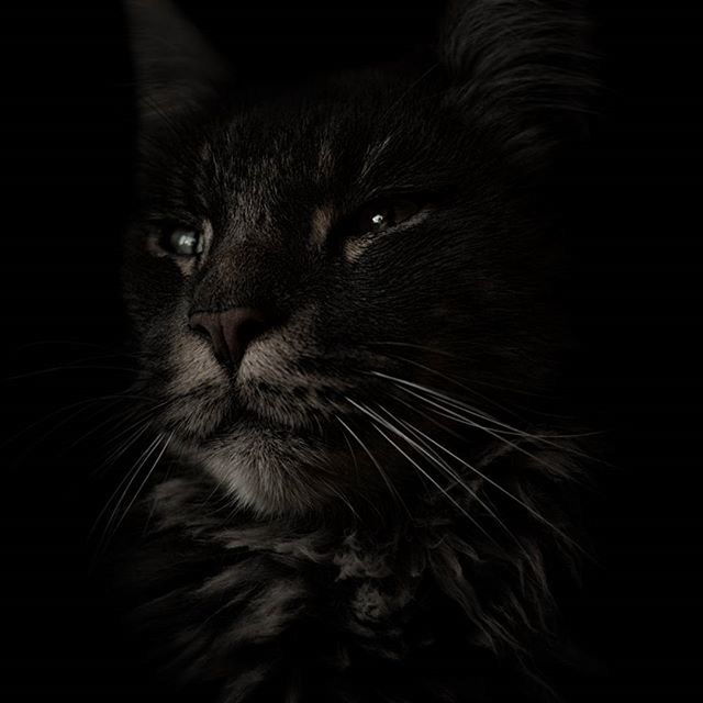 CLOSE-UP PORTRAIT OF BLACK CAT AGAINST ORANGE BACKGROUND