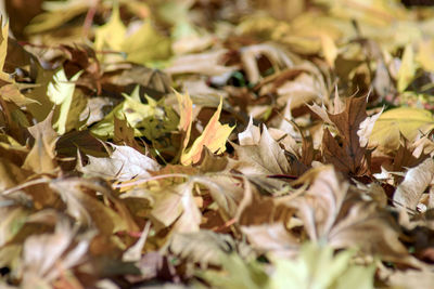 Full frame shot of dried leaves on field