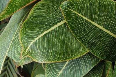 Close-up of palm leaves