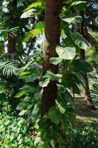 Close-up of fresh green leaves on tree trunk