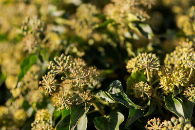 Close-up of flowering plant
