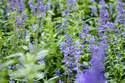 Close-up of purple flowering plants on field