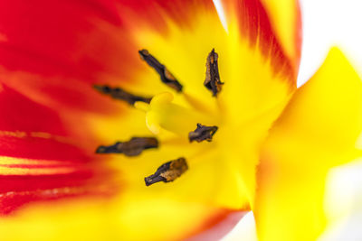 Close-up of yellow flower