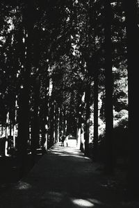 Road passing through forest