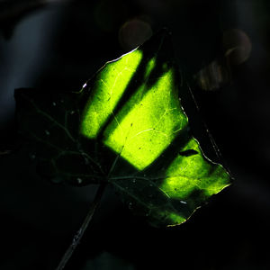 Close-up of green leaves