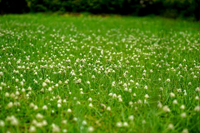 Young white flowers popping out of a lush lawn.