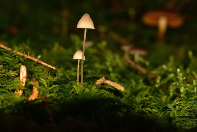 Close-up of plants growing on field