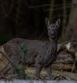 Portrait of deer standing on field