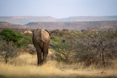 Elephants standing on field