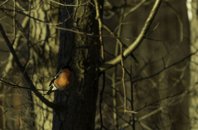 Close-up of bird perching on branch