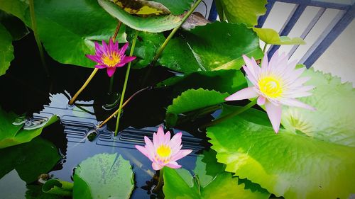 Close-up of lotus water lily in pond