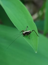 Close-up of insect on leaf