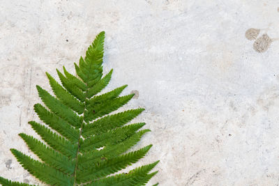 Fern leaf on cement surface and text space