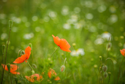 Close-up of orange poppy on field