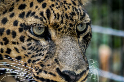 Close-up portrait of a cat