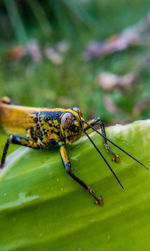 Close-up of insect on leaf