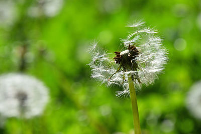 Close-up of dandelion seeds