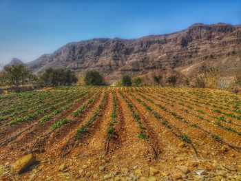 Scenic view of field against clear sky