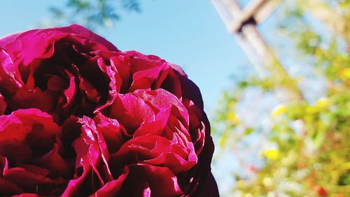 Close-up of flower blooming against sky