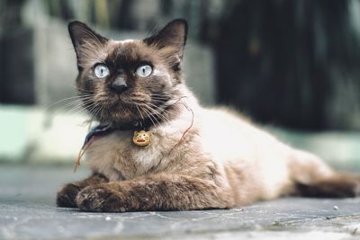 cat