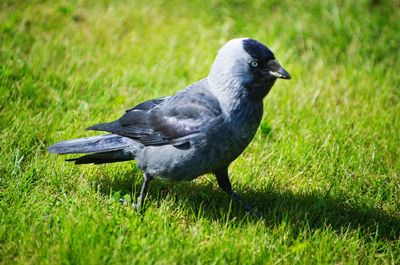 Black bird on grass