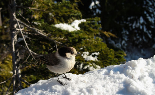 Bird perching on snow covered plants