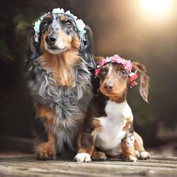 Dog wearing flowers sitting on footpath