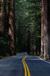 Road amidst trees in forest