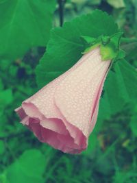Close-up of pink flower