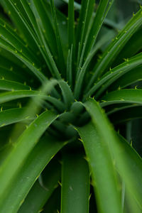 Full frame shot of screw pine leaves. 