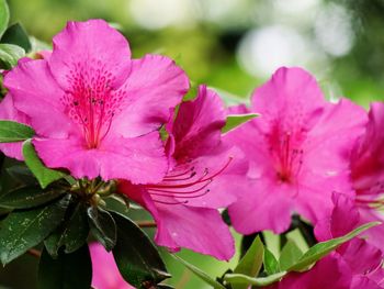 Close-up of pink flowering plant