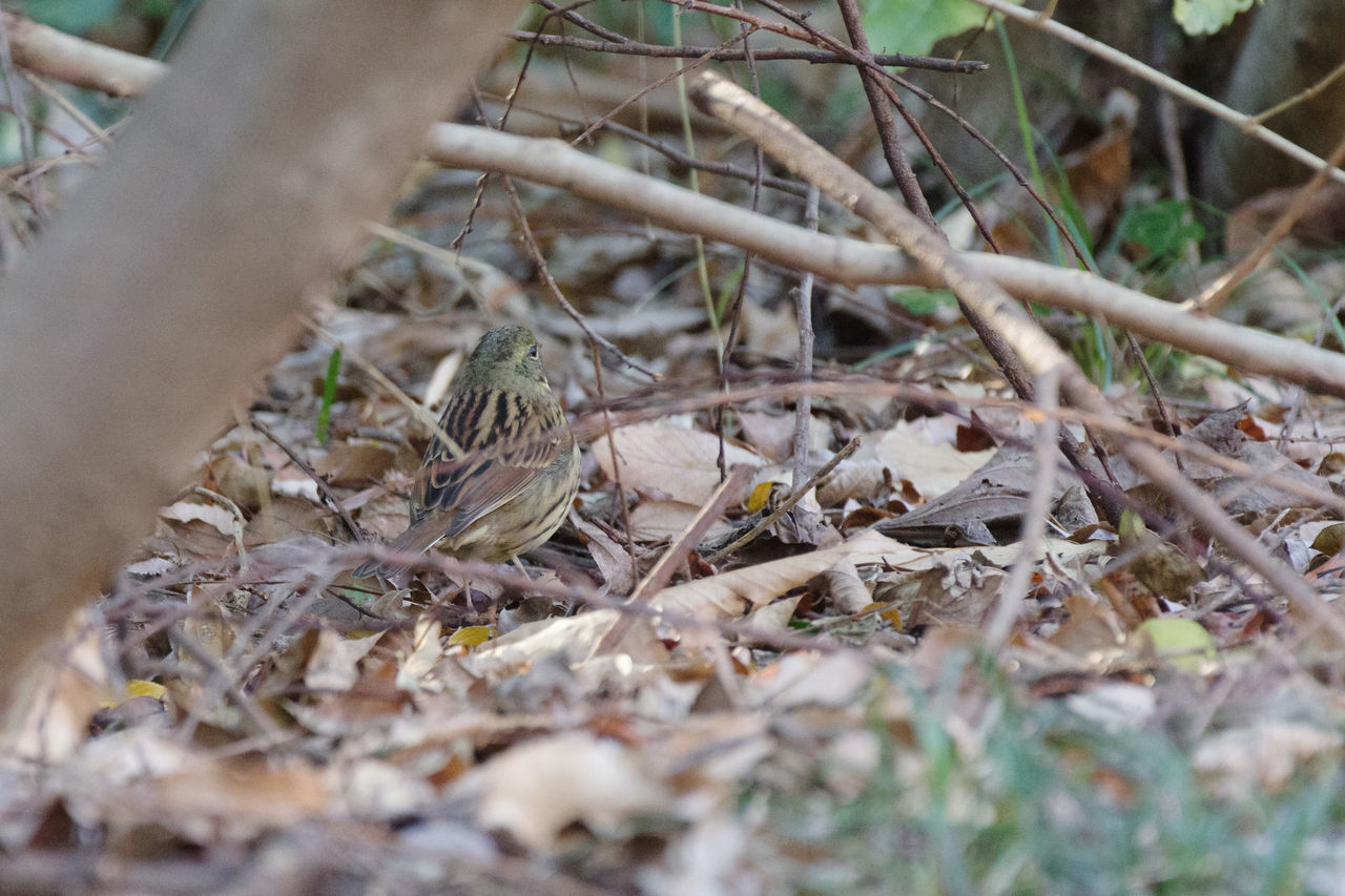 plant, wildlife, selective focus, nature, branch, tree, land, no people, day, dry, leaf, plant part, twig, forest, outdoors, grass, close-up, tranquility, field, woodland, growth, animal themes, animal, reptile, animal wildlife, environment