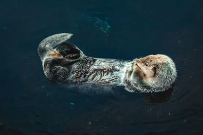 High angle view of turtle swimming in sea