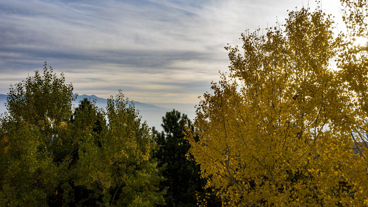 LOW ANGLE VIEW OF TREES AGAINST SKY IN FOREST