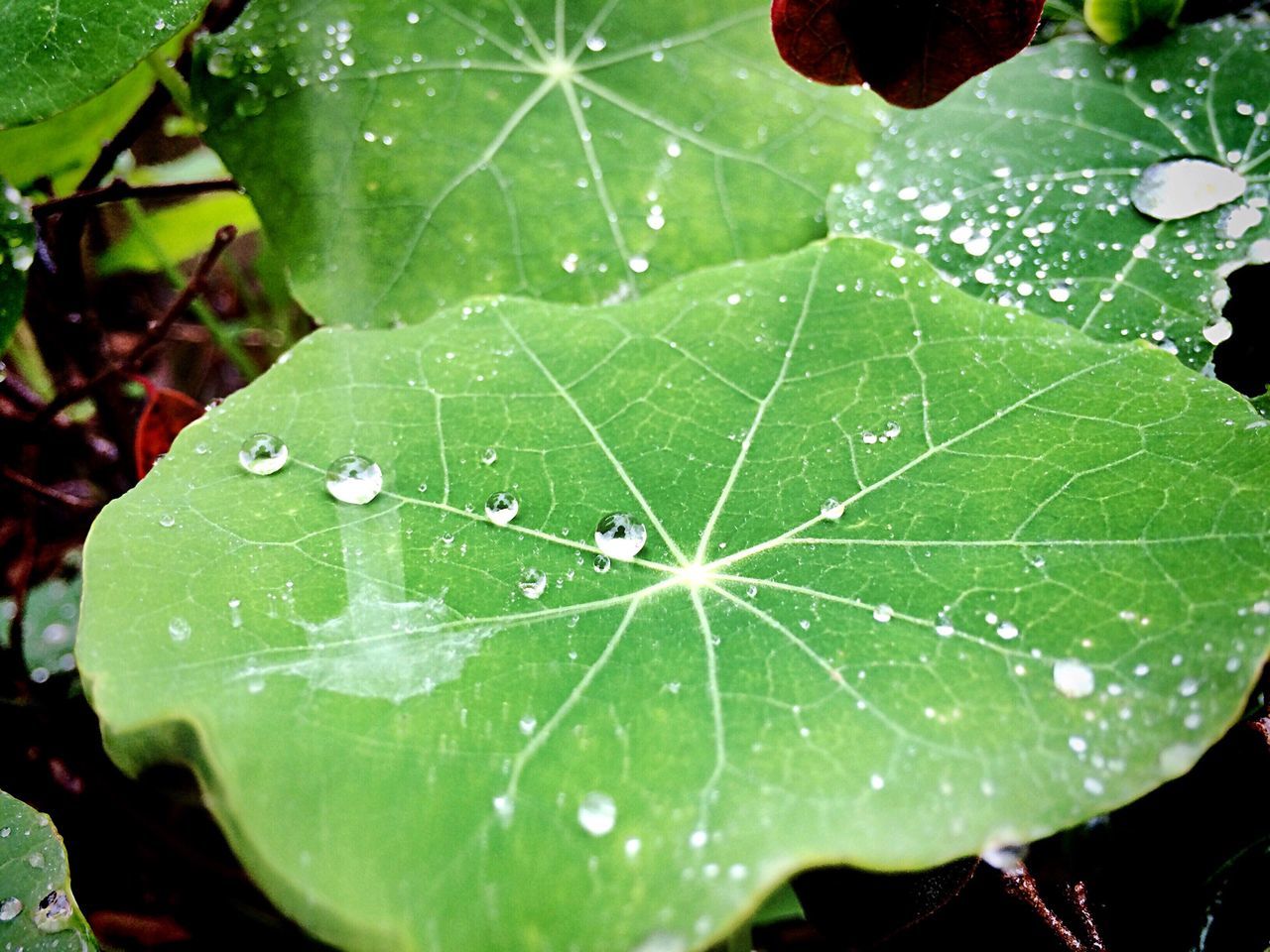 leaf, drop, water, leaf vein, wet, close-up, green color, dew, nature, growth, freshness, focus on foreground, fragility, plant, beauty in nature, natural pattern, raindrop, day, outdoors, no people