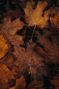 High angle view of dry maple leaves