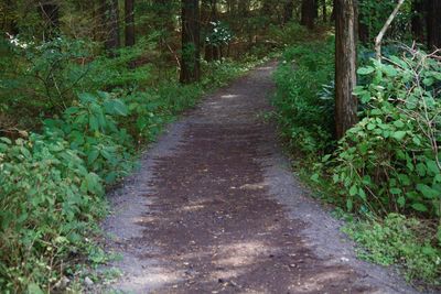 Road amidst trees in forest