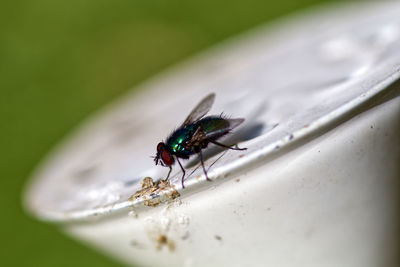 High angle view of fly on leaf