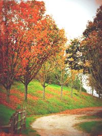 Footpath in park